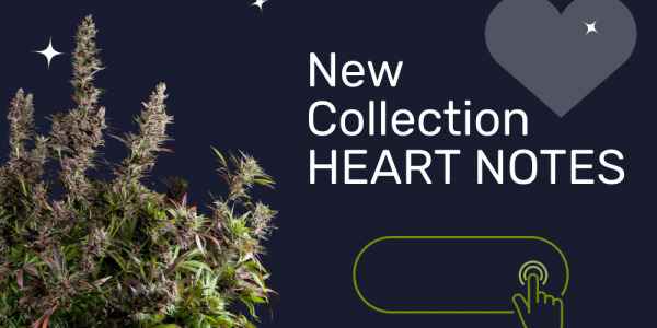 Pyramid Seeds: el Volvo en el mundo del cannabis