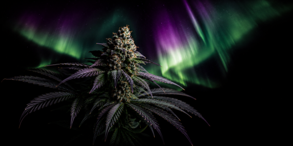 Semillas Northern Lights: Guía Completa – Efectos, THC y las 6 Variedades